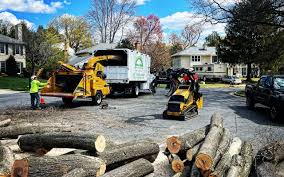 Best Tree Fertilization  in Beverly, MA