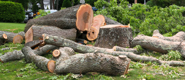 Best Hazardous Tree Removal  in Beverly, MA